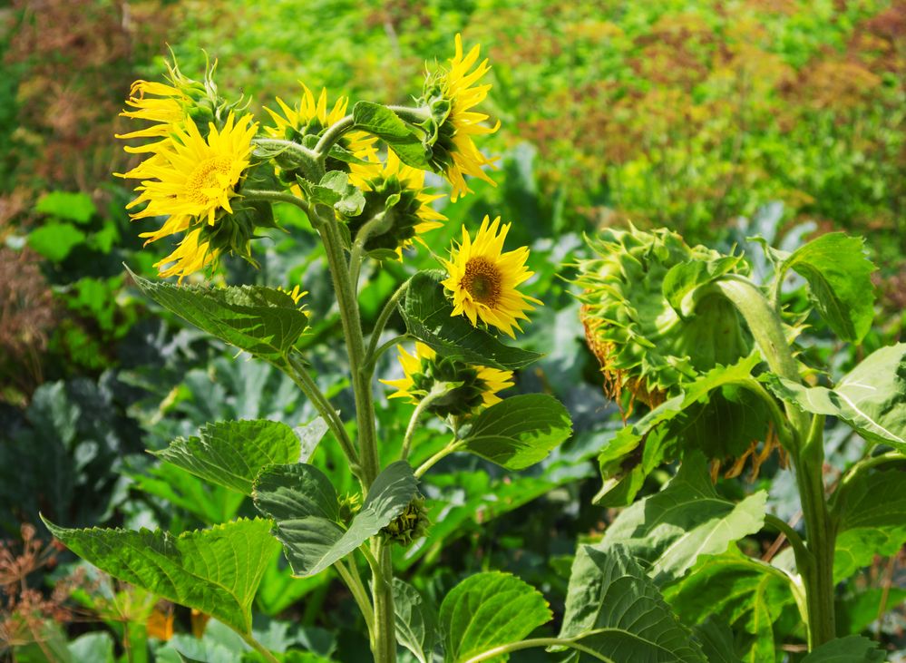 Фотография автора Владимир Каштанов