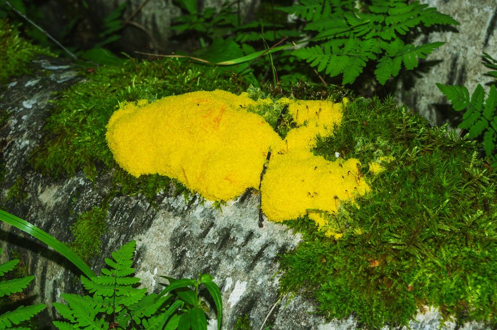 Фотография автора Владимир Каштанов