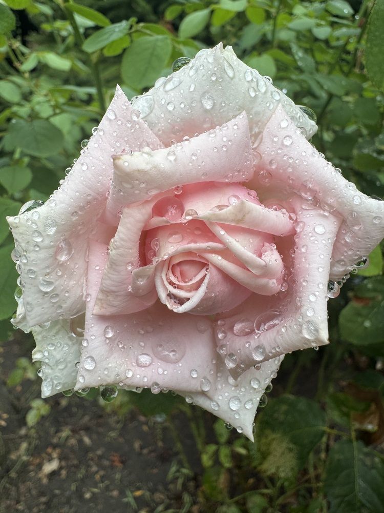 Photograph by Бойкова Наталия