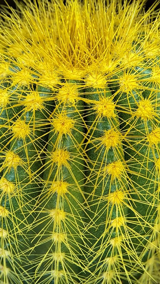 Эхинокактус Грузона