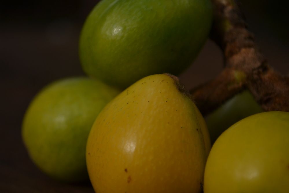 Photograph by Gildo de Campos Correa