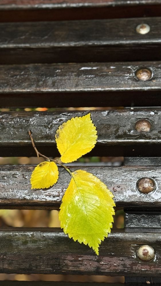 После дождя