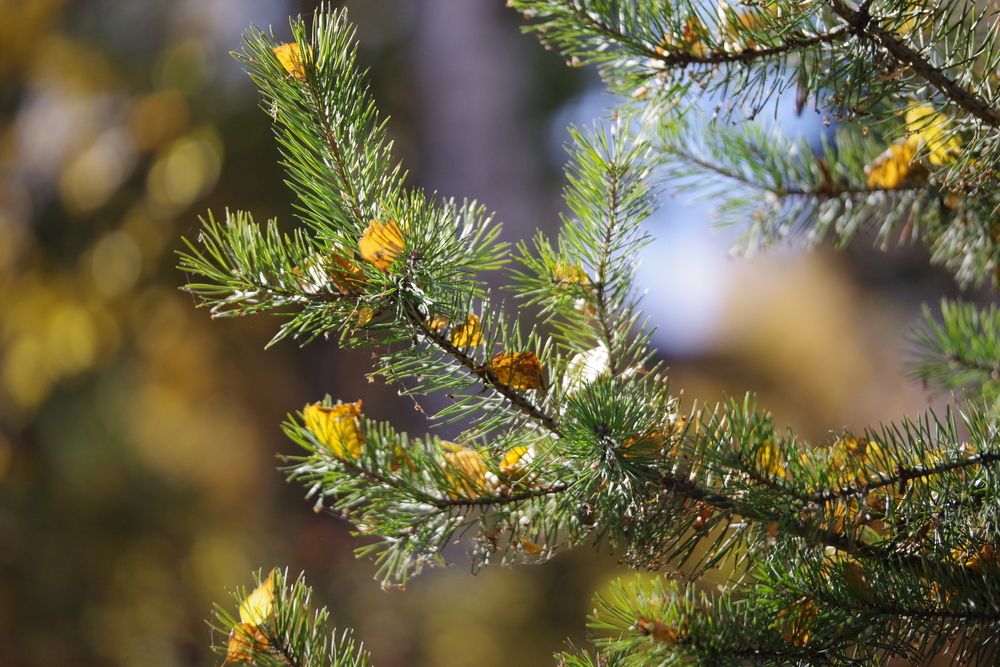 Photograph by Андрей Корытов