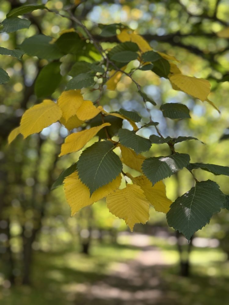 Дыхание осени