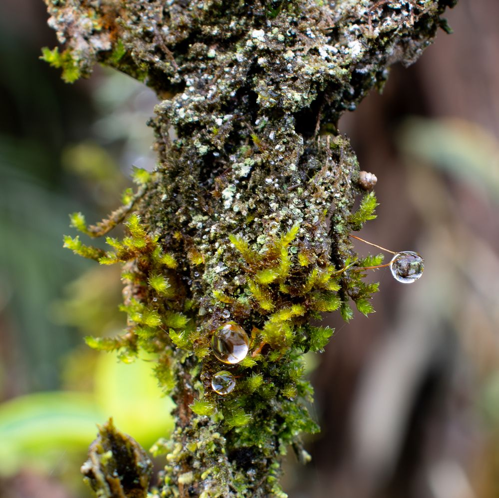 Photograph by Jean Loprete