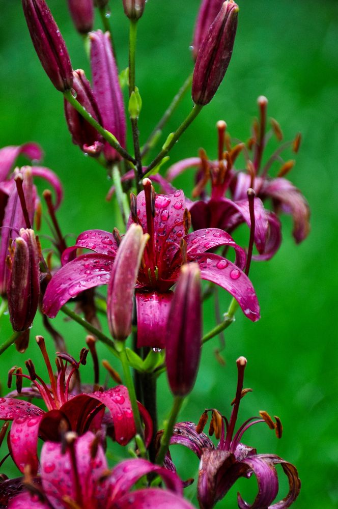 Фотография автора Елизавета Синицына