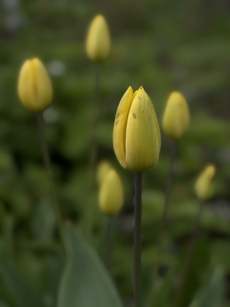 Photograph by Halina Mitsevich