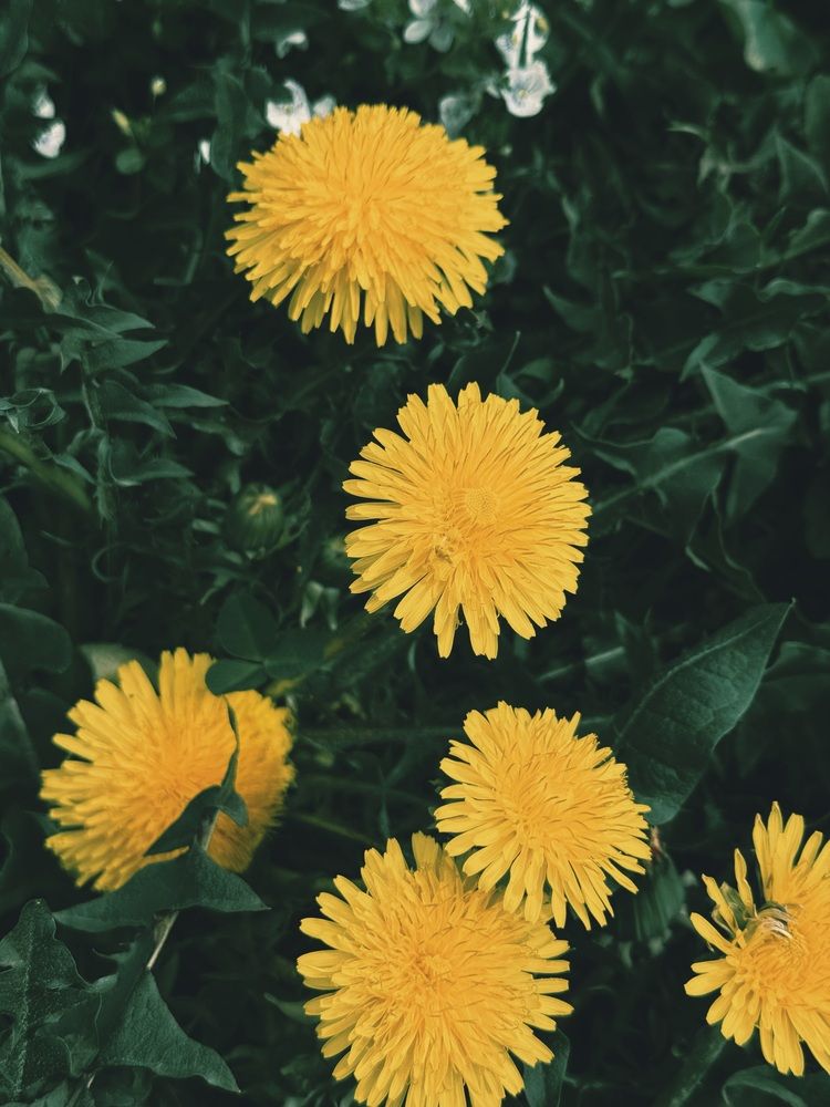 Фотография автора Елена Меньшикова