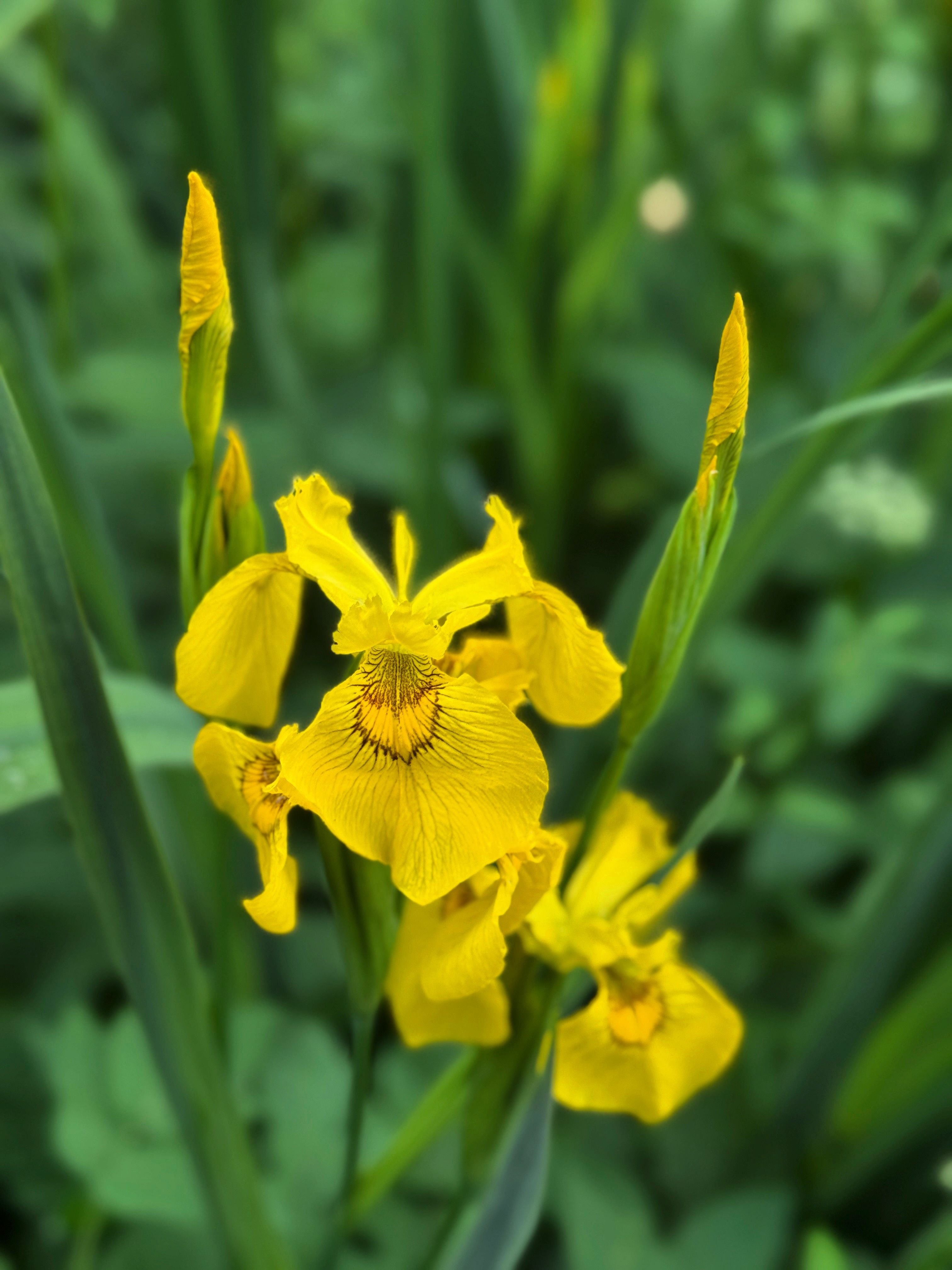 Фотография автора Елена Меньшикова