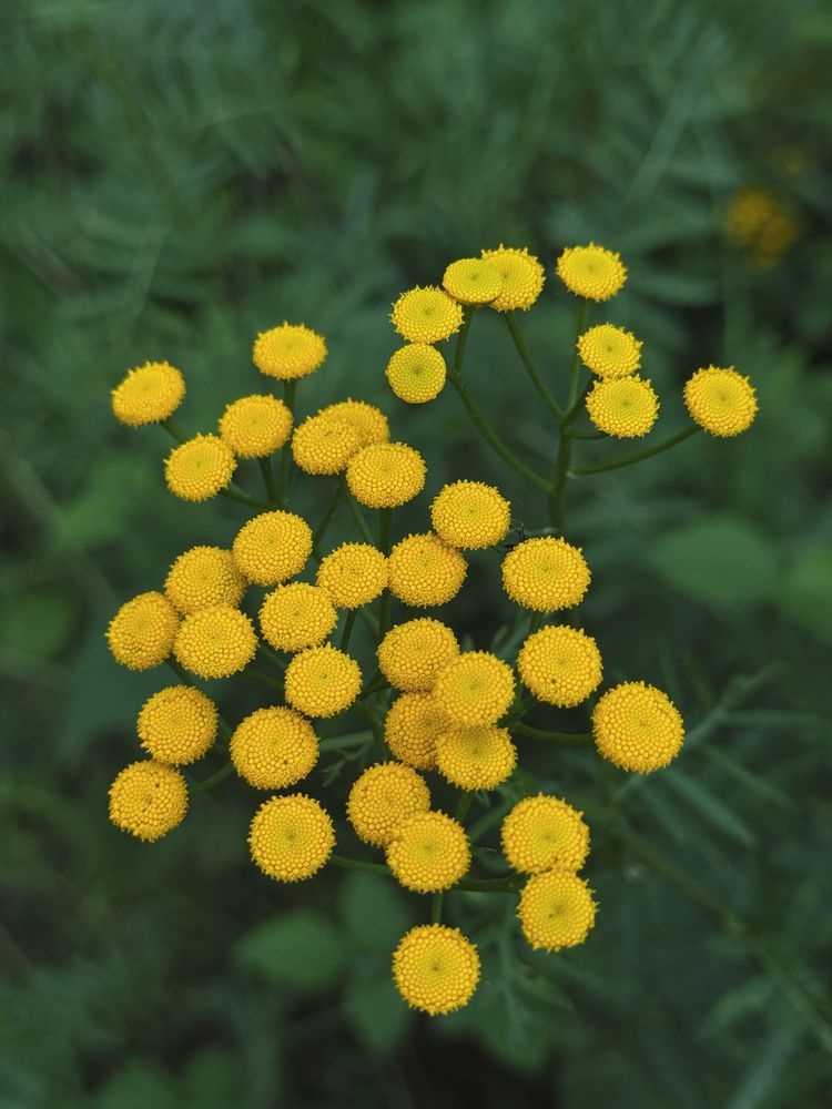 Фотография автора Елена Меньшикова