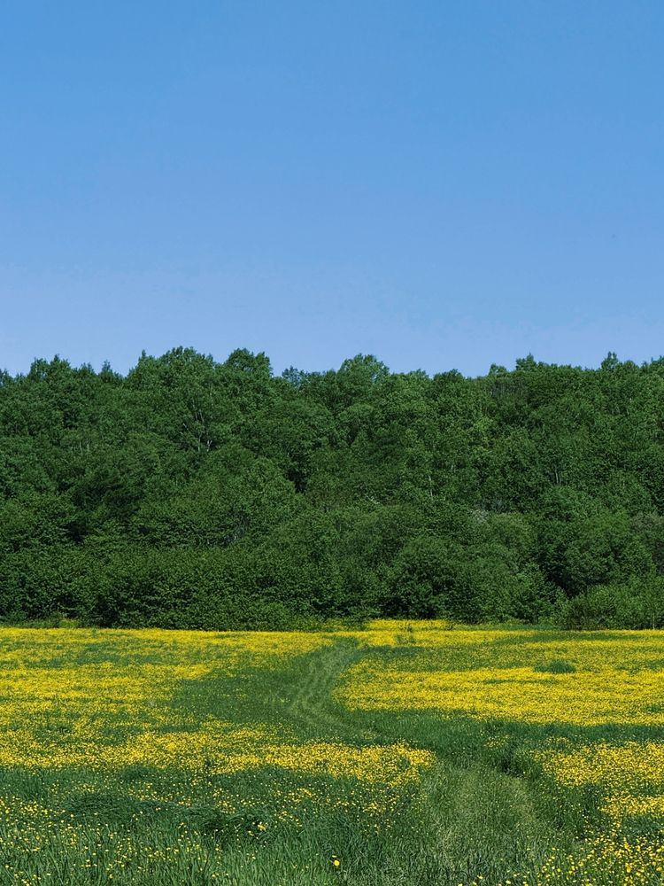 Фотография автора Елена Меньшикова