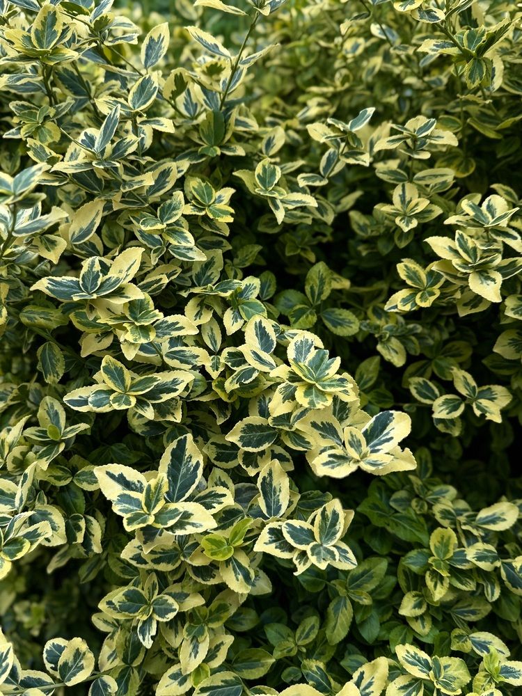 Фотография автора Елена Меньшикова