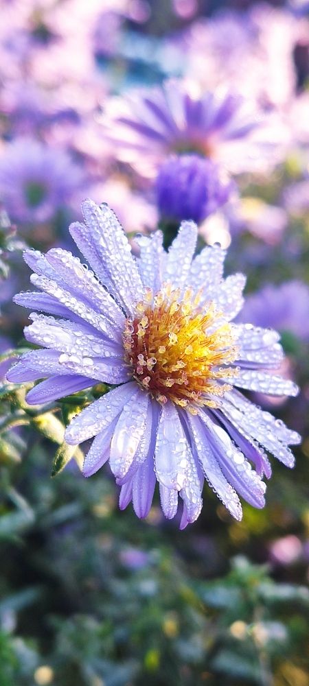 Photograph by Олена Бокова