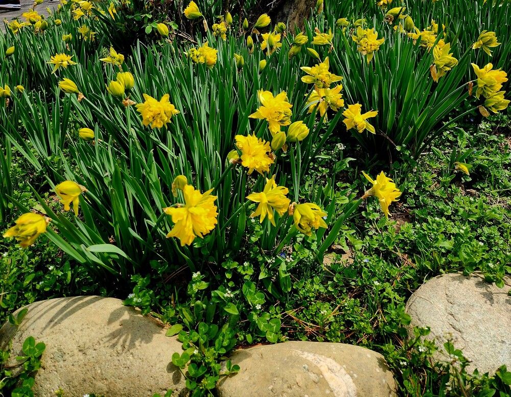 Photograph by G GOVIL