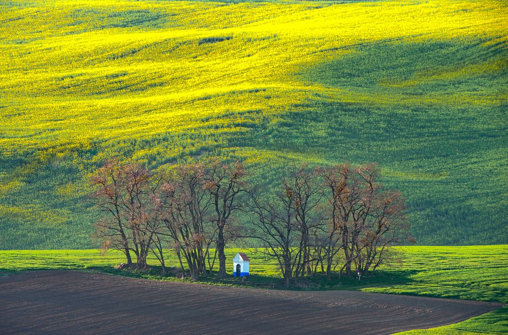 Волны цветущего репса