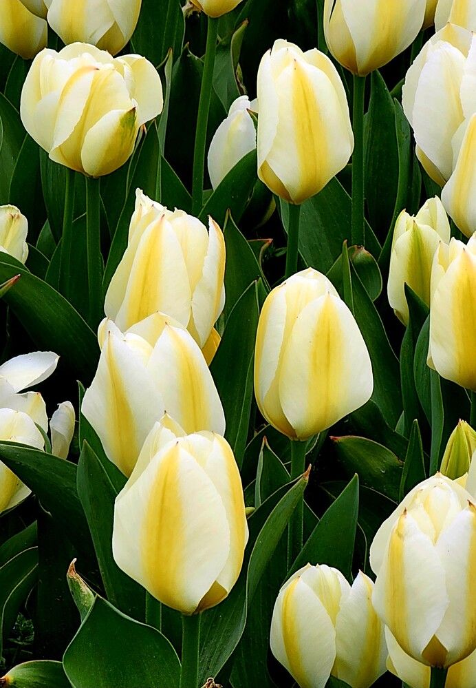 Photograph by G GOVIL