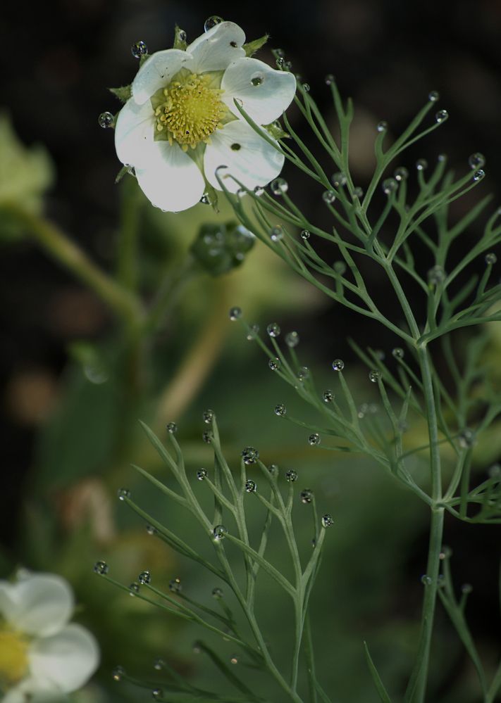Photograph by Светлана Тарханова