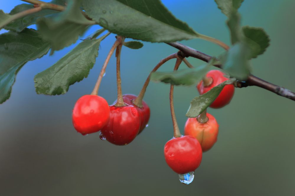 Photograph by Светлана Тарханова