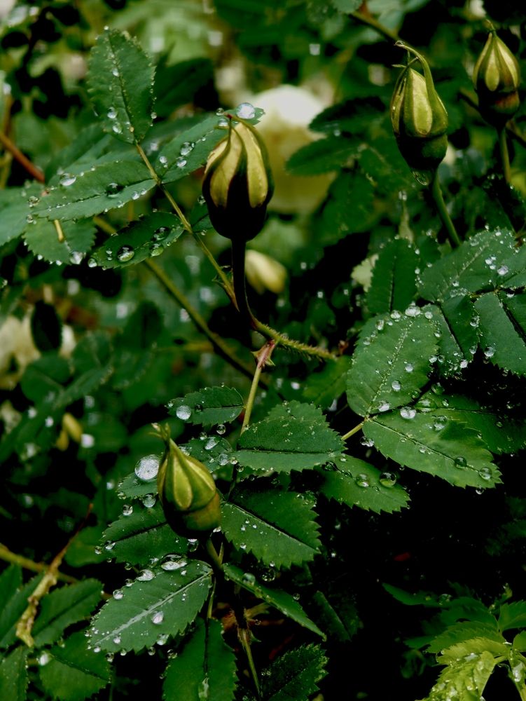 Photograph by Дарина Ворошилова