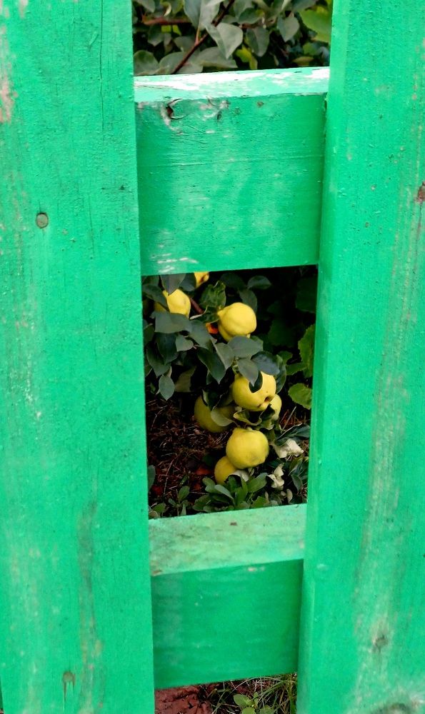 Photograph by Елена Воронова