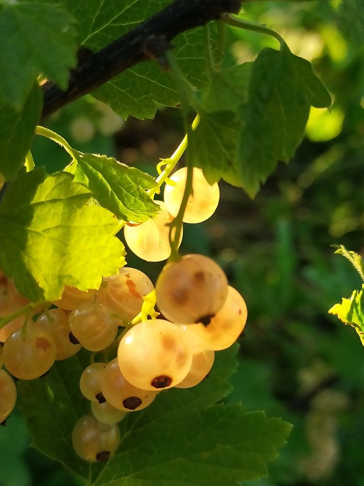 Photograph by Ольга Мартьянова