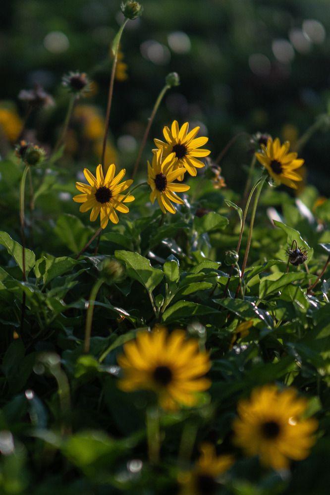 Фотография автора Доляна Горохова