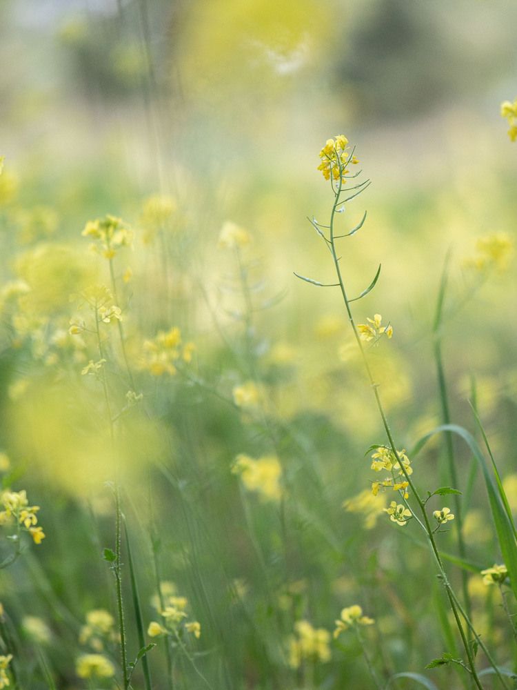 Фотография автора Доляна Горохова
