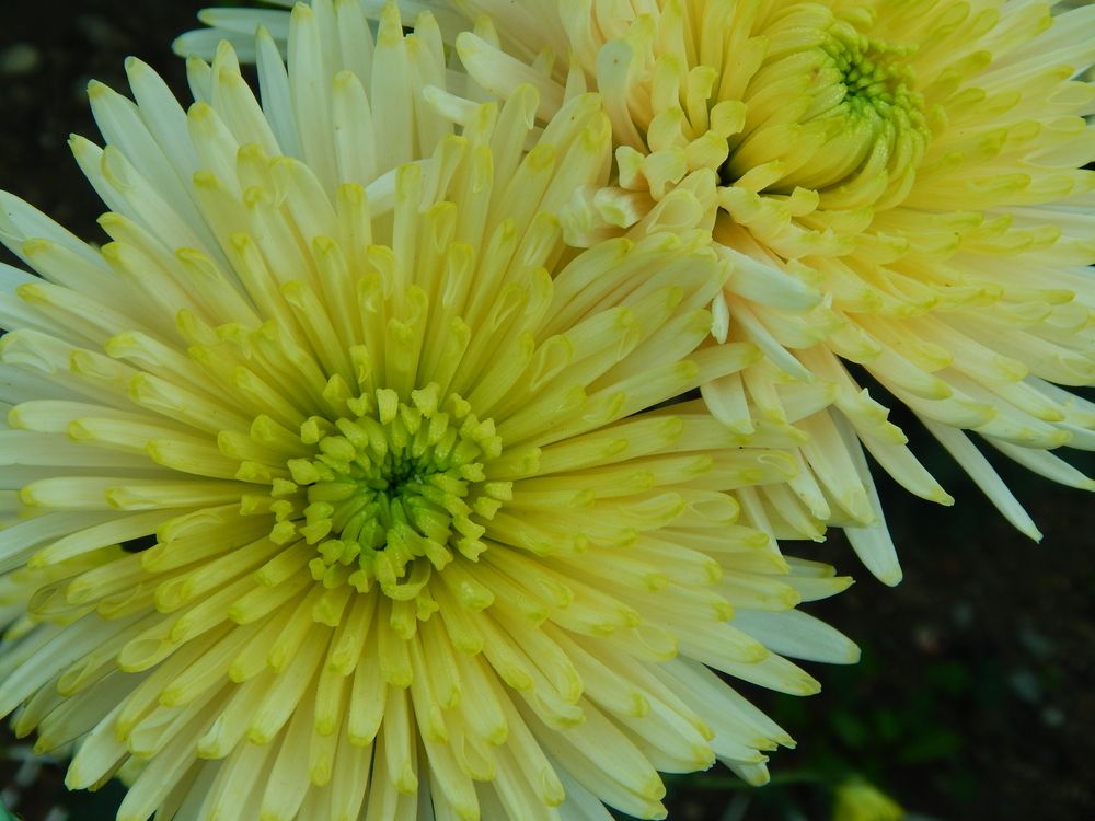 Photograph by Tanivsv