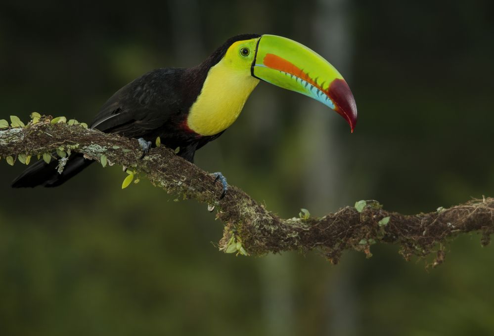 Фотография автора Варвара Дронова