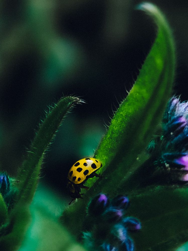 Photograph by Maria Stankevich