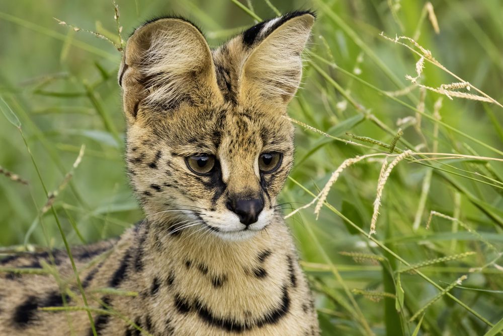 Фотография автора Варвара Дронова