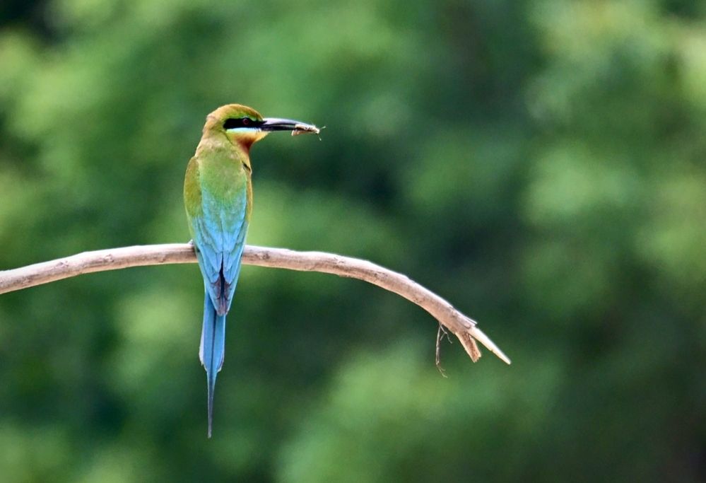 Blue-tailed beauty