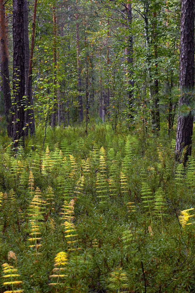 Photograph by Наталья Шевелева