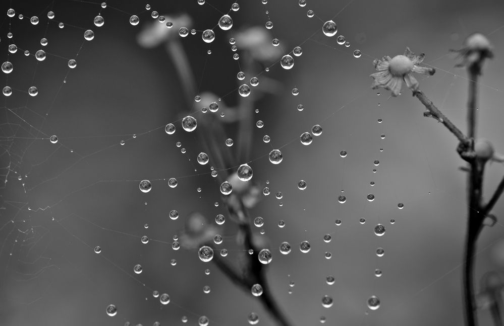 Слезы осени