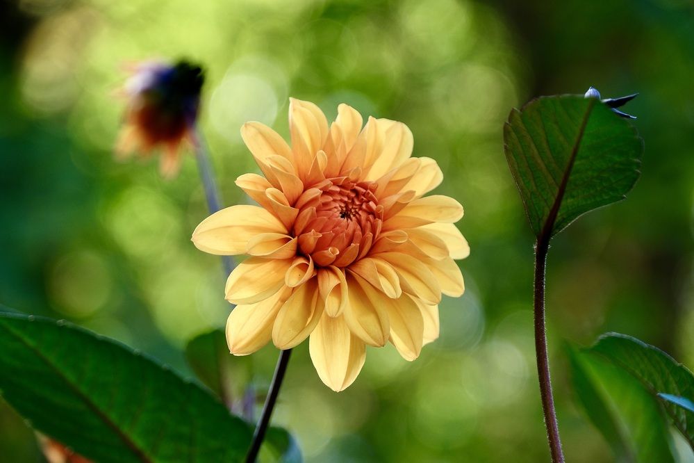 Like the Autumn topaz