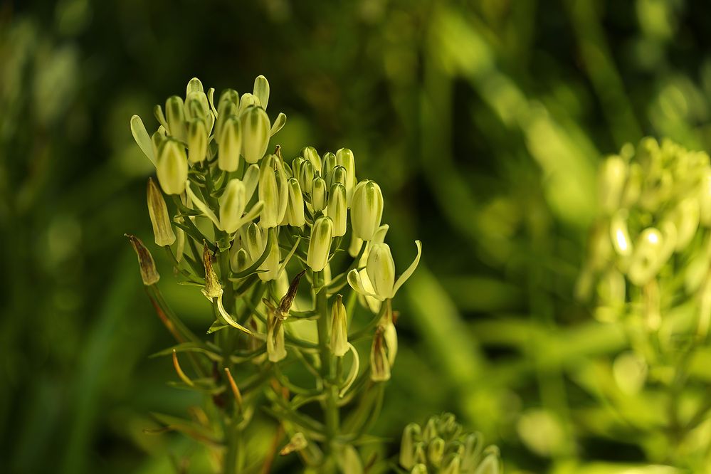 Photograph by Raed Victor Saad