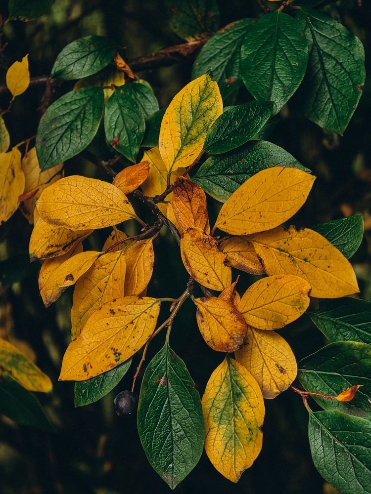 Фотография автора Анна Ворончихина