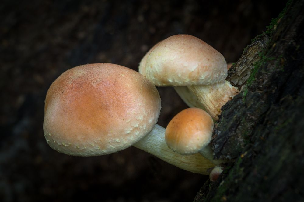 Photograph by Алексеев Сергей