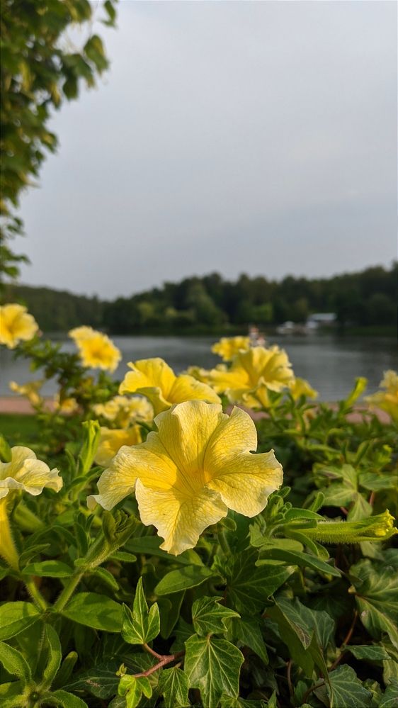 Фотография автора Васильева Ирина