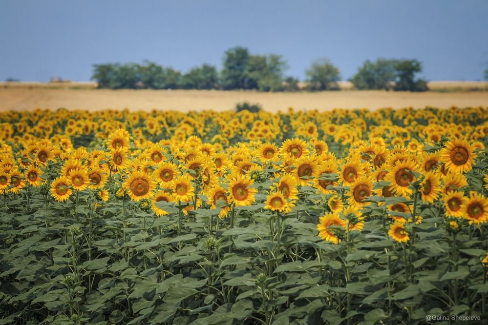 Фотография автора Галина Шепелева