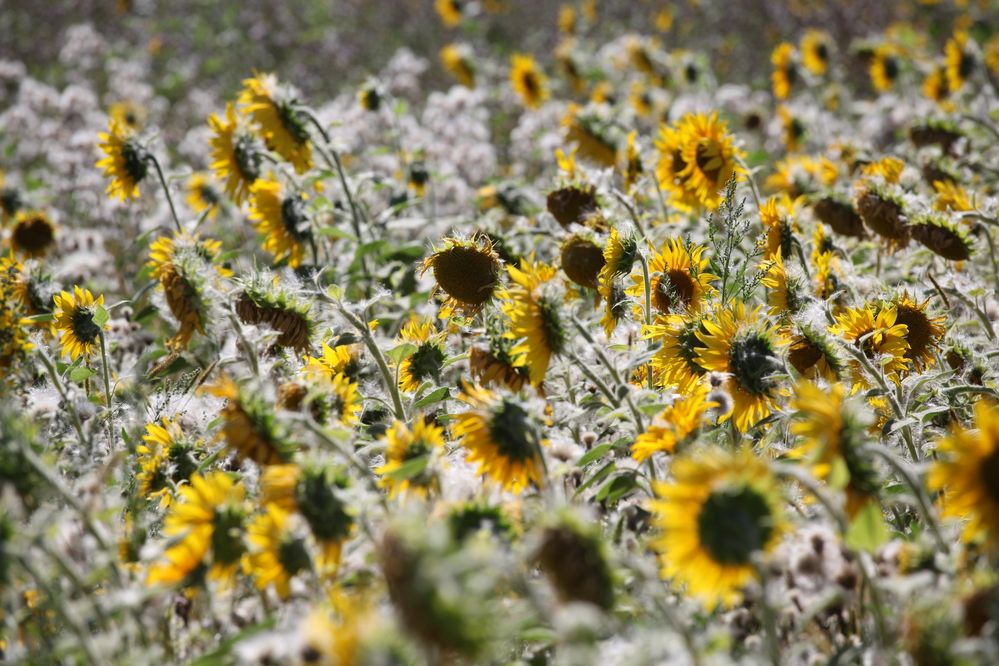 Photograph by Светлана Шубина