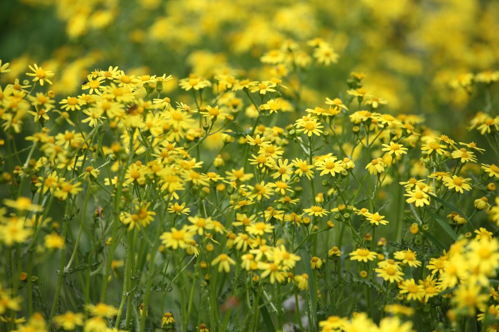 Photograph by Светлана Шубина