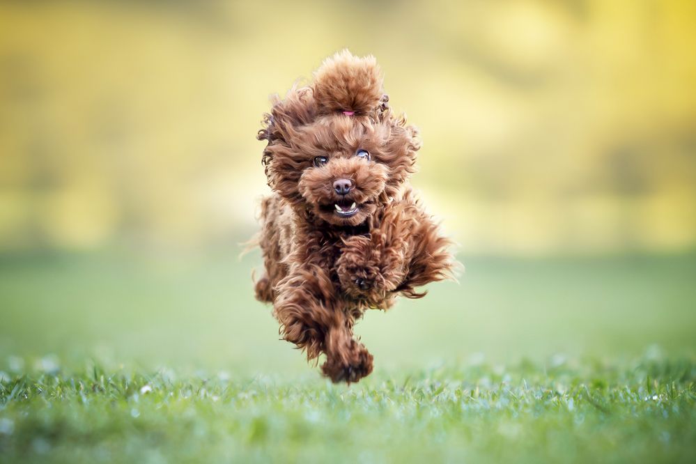 Photograph by Alessandro Grandoni