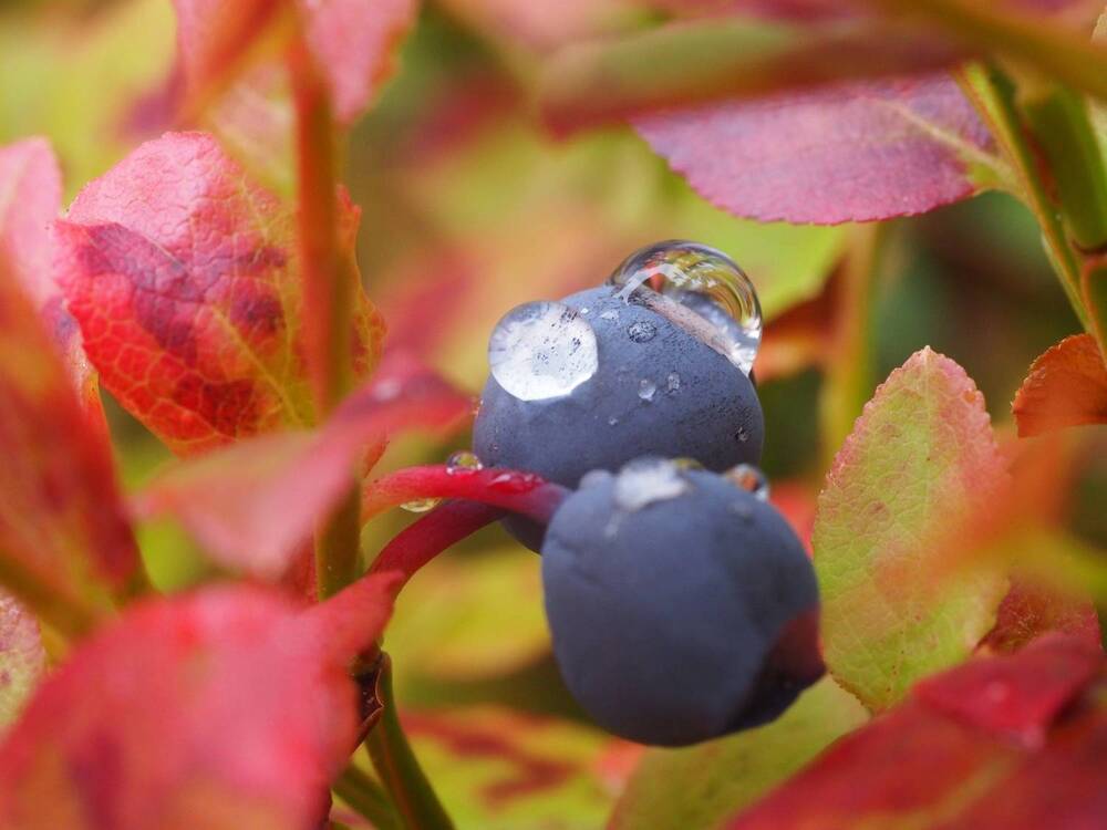 Photograph by Кристина Городецкая