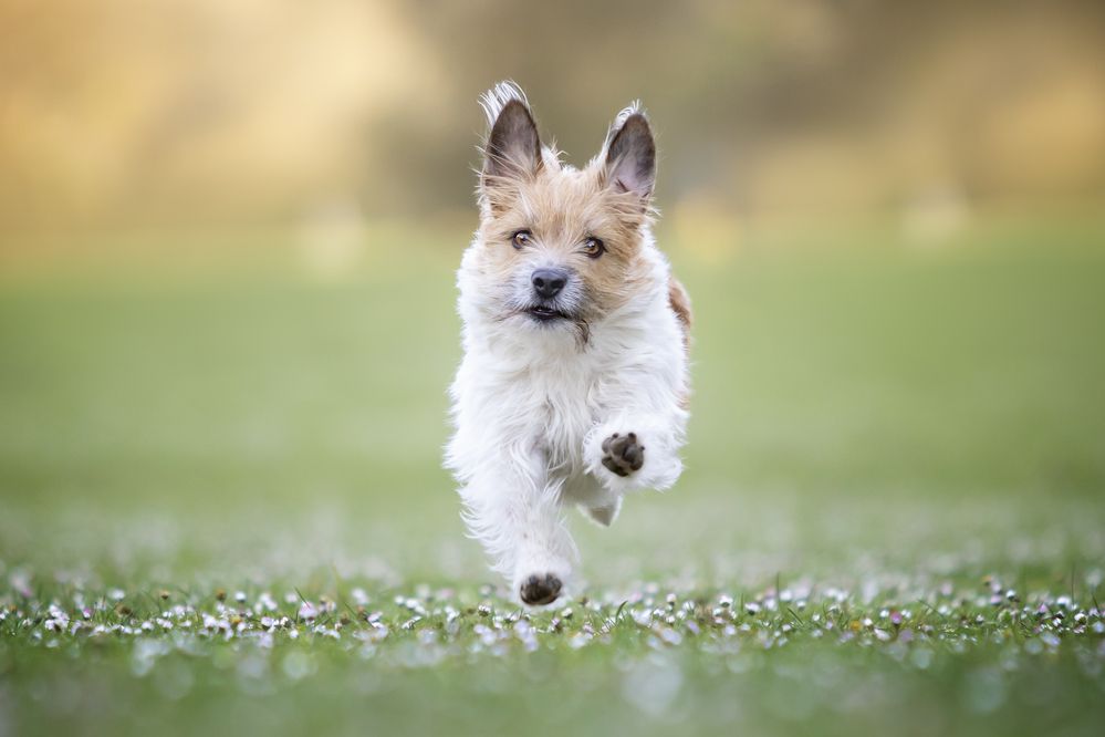 Photograph by Alessandro Grandoni