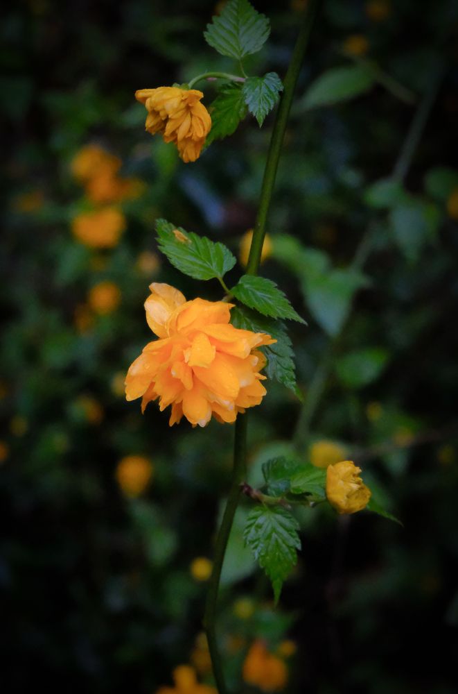 Coronita de oro