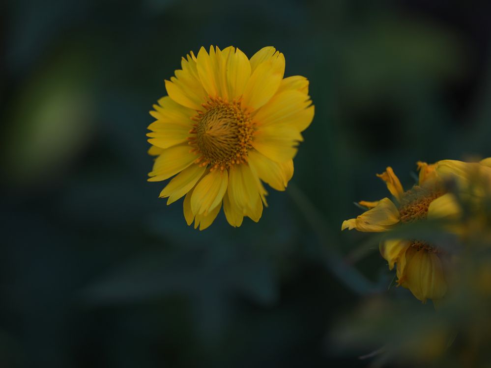 Фотография автора Анна Вигера