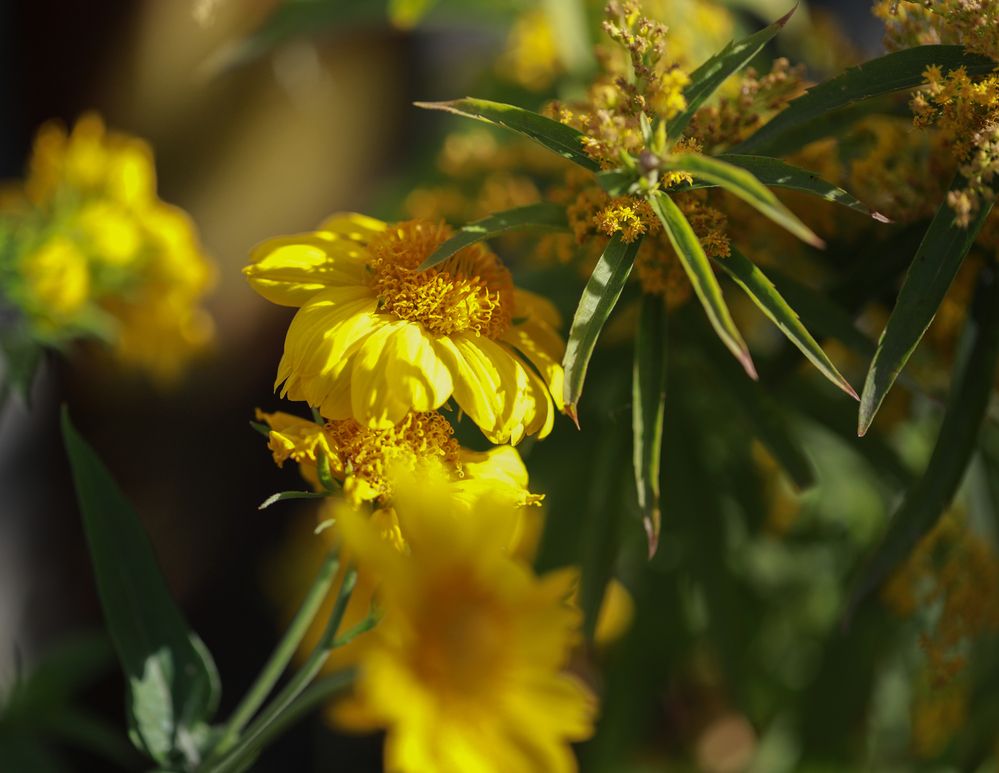 Фотография автора Анна Вигера