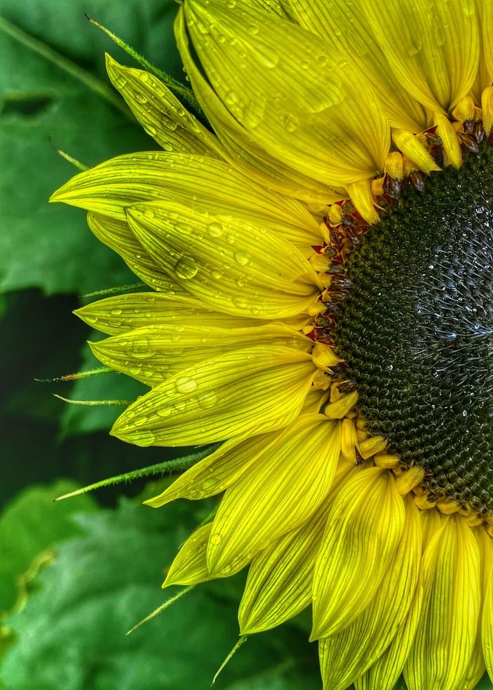 Photograph by Светлана Дмитриева