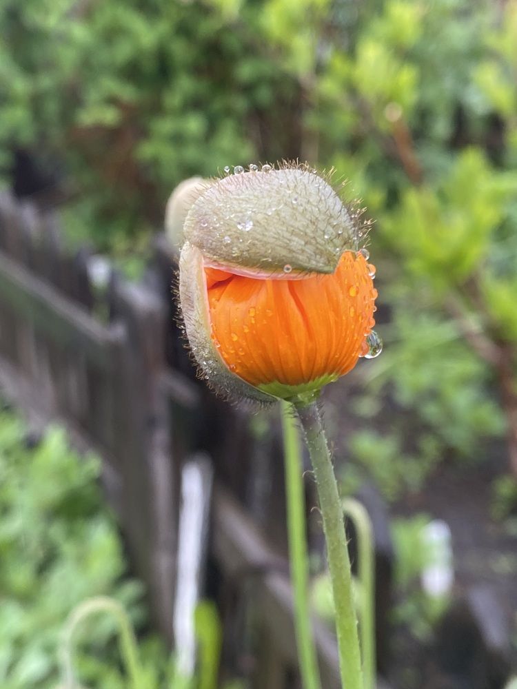 Photograph by Светлана Дмитриева